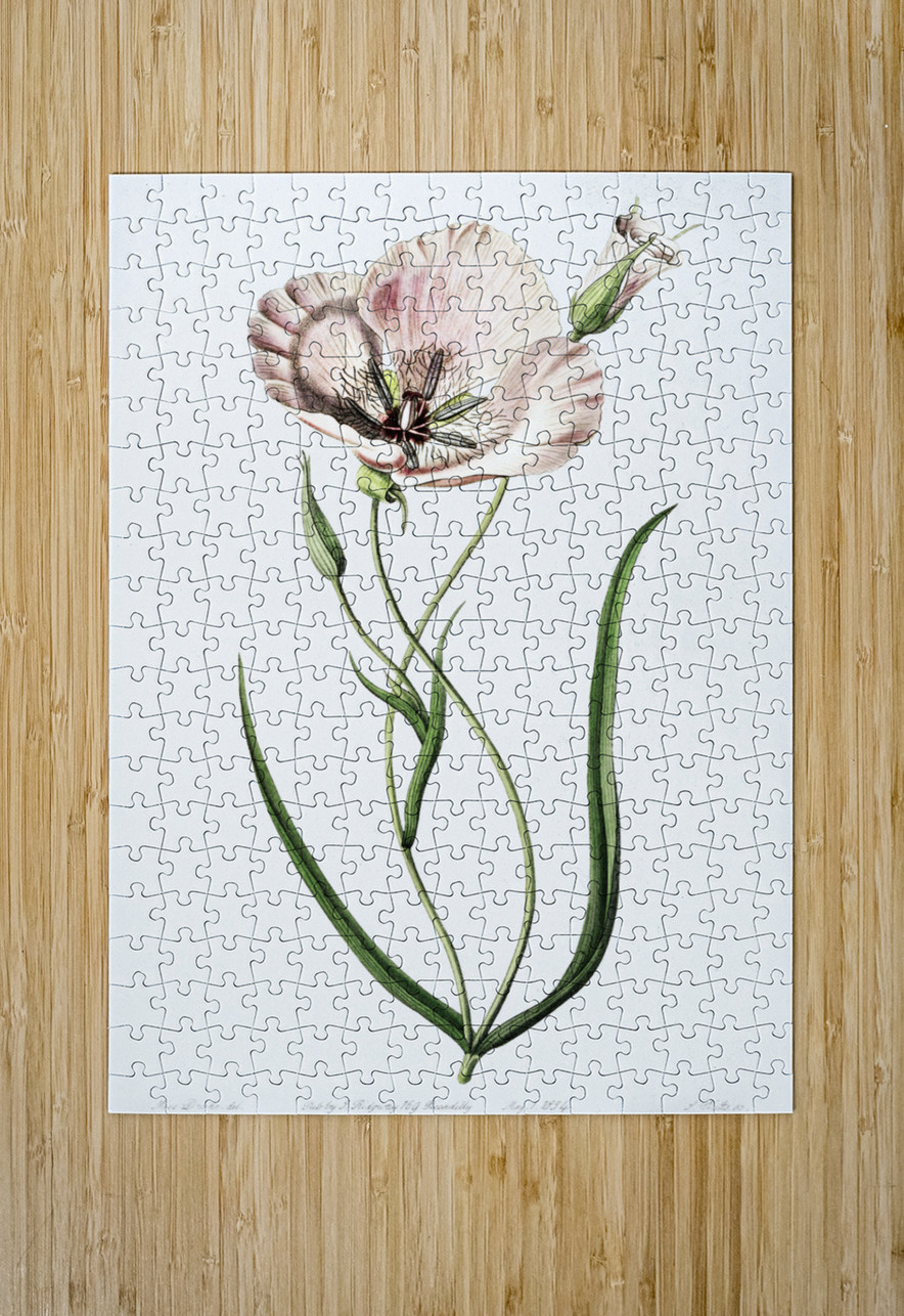 atiny calochortus from Edwards Botanical Register 1829-1847  by Sydenham Edwards John Lindley and James Ridgway. IStockHistory com Puzzle printing