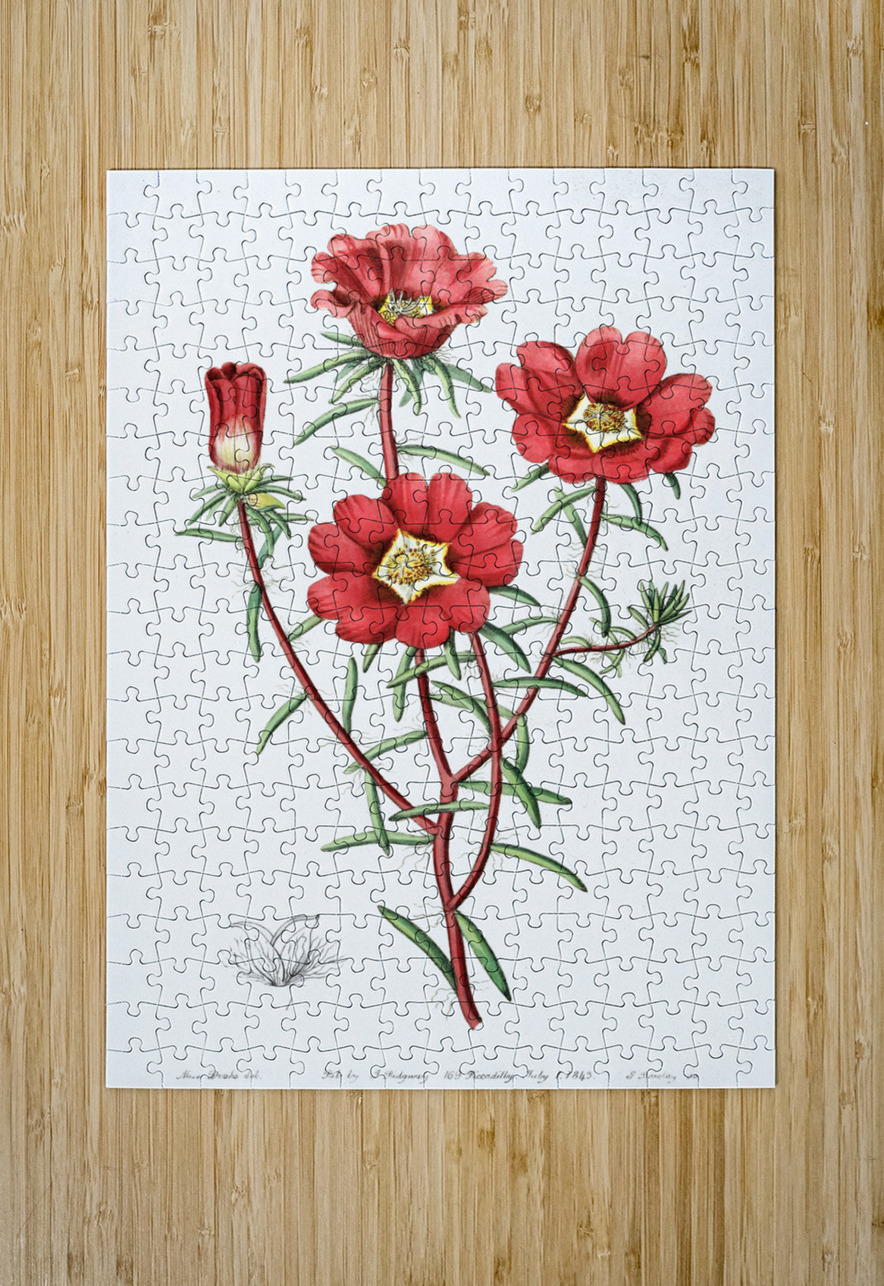 Portulaca splendens from Edwards Botanical Register 1829-1847  by Sydenham Edwards John Lindley and James Ridgway. IStockHistory com Puzzle printing