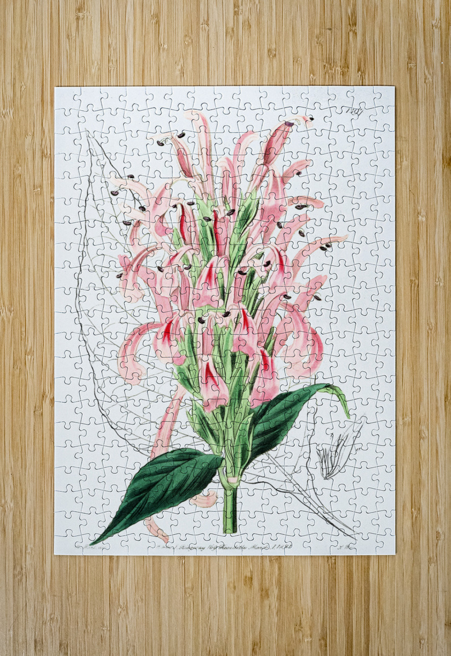 Flesh-colored justicia from Edwards Botanical Register 1829-1847  by Sydenham Edwards John Lindley and James Ridgway. IStockHistory com Puzzle printing