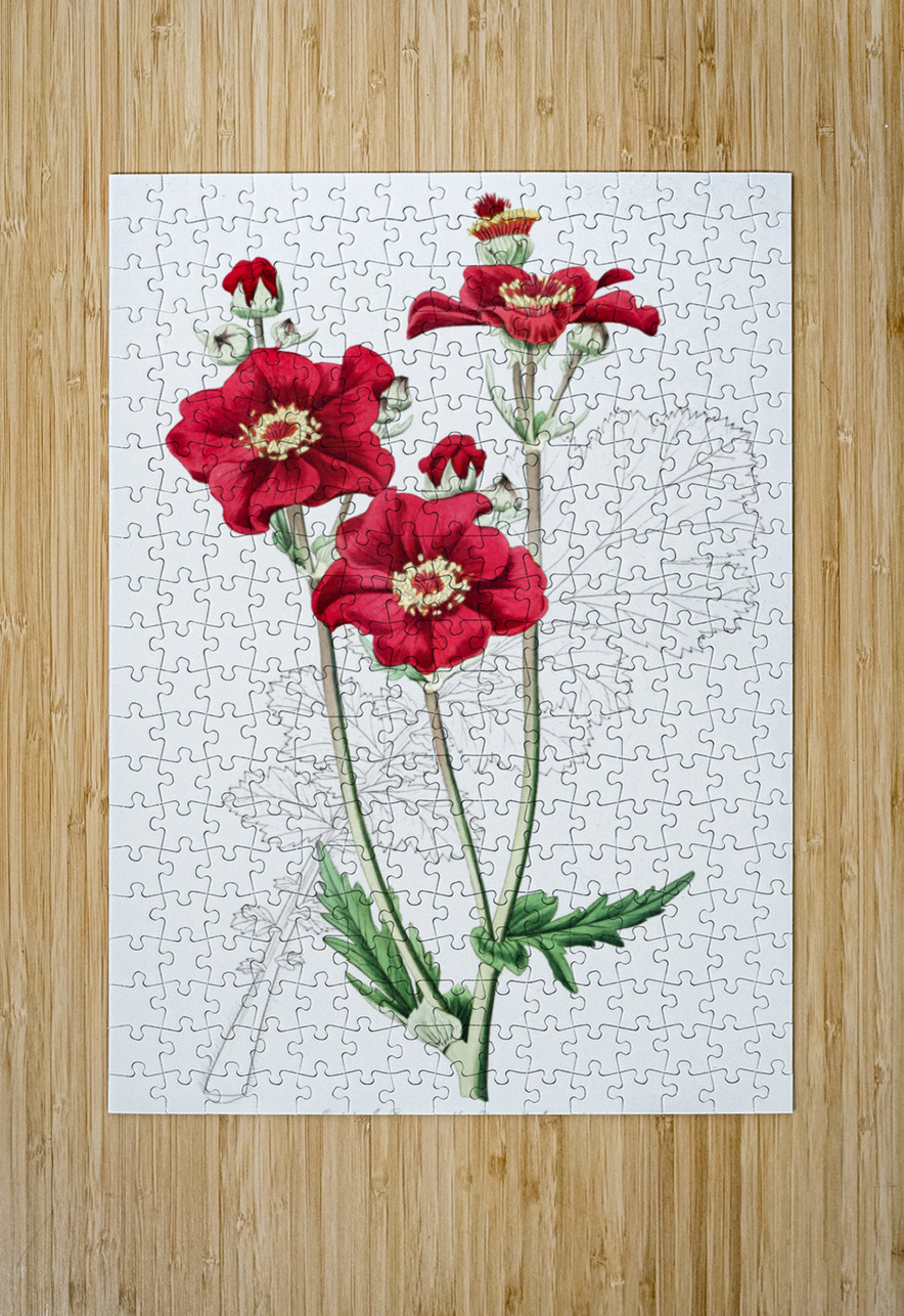 Chilian Guem from Edwards Botanical Register 1829-1847  by Sydenham Edwards John Lindley and James Ridgway. IStockHistory com Puzzle printing