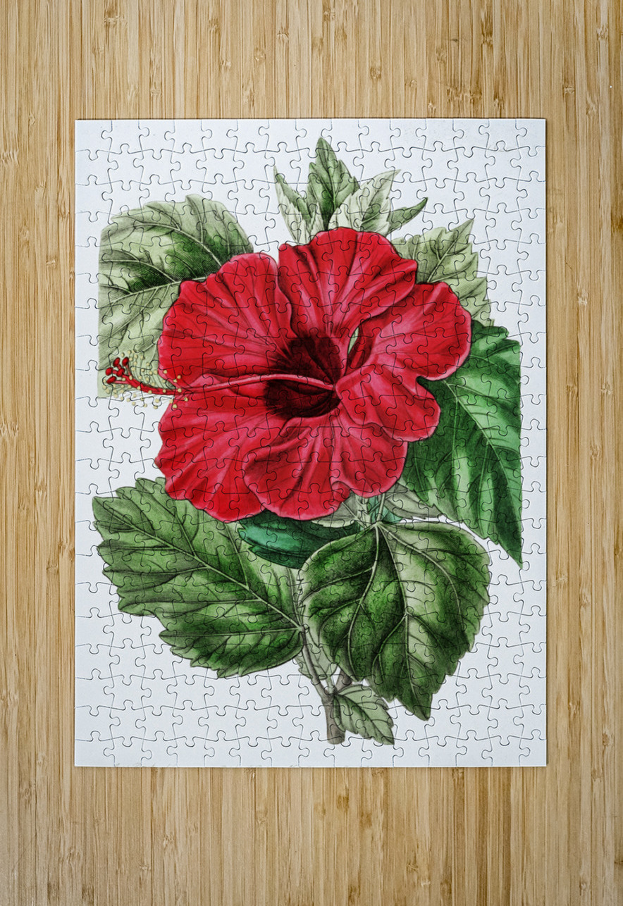 Single-flowered Chinese rose mallow from Edwards Botanical Register 1829-1847  by Sydenham Edwards John Lindley and James Ridgway. IStockHistory com Puzzle printing