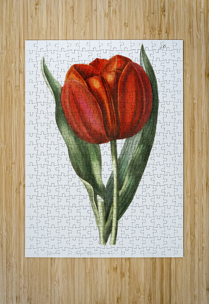 Gesners tulip from Edwards Botanical Register 1829-1847  by Sydenham Edwards John Lindley and James Ridgway. IStockHistory com Puzzle printing