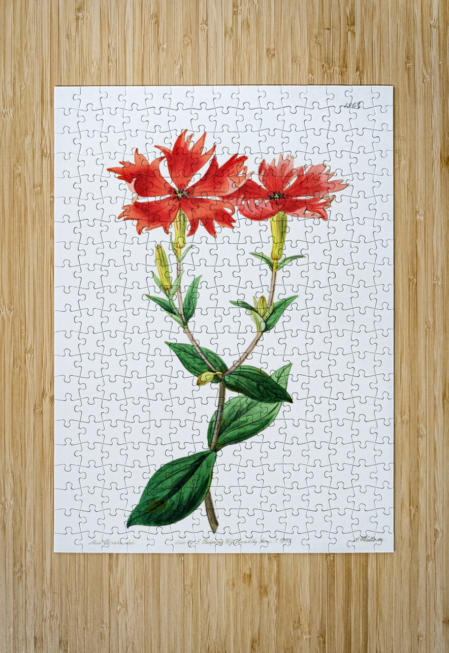 Bunges lychnis flowers from Edwards Botanical Register 1829-1847  by Sydenham Edwards John Lindley and James Ridgway. IStockHistory com Puzzle printing