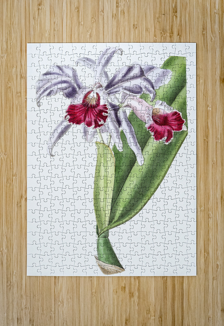 Crimson-lipped cattleya from Edwards Botanical Register 1829-1847  by Sydenham Edwards John Lindley and James Ridgway. IStockHistory com Puzzle printing