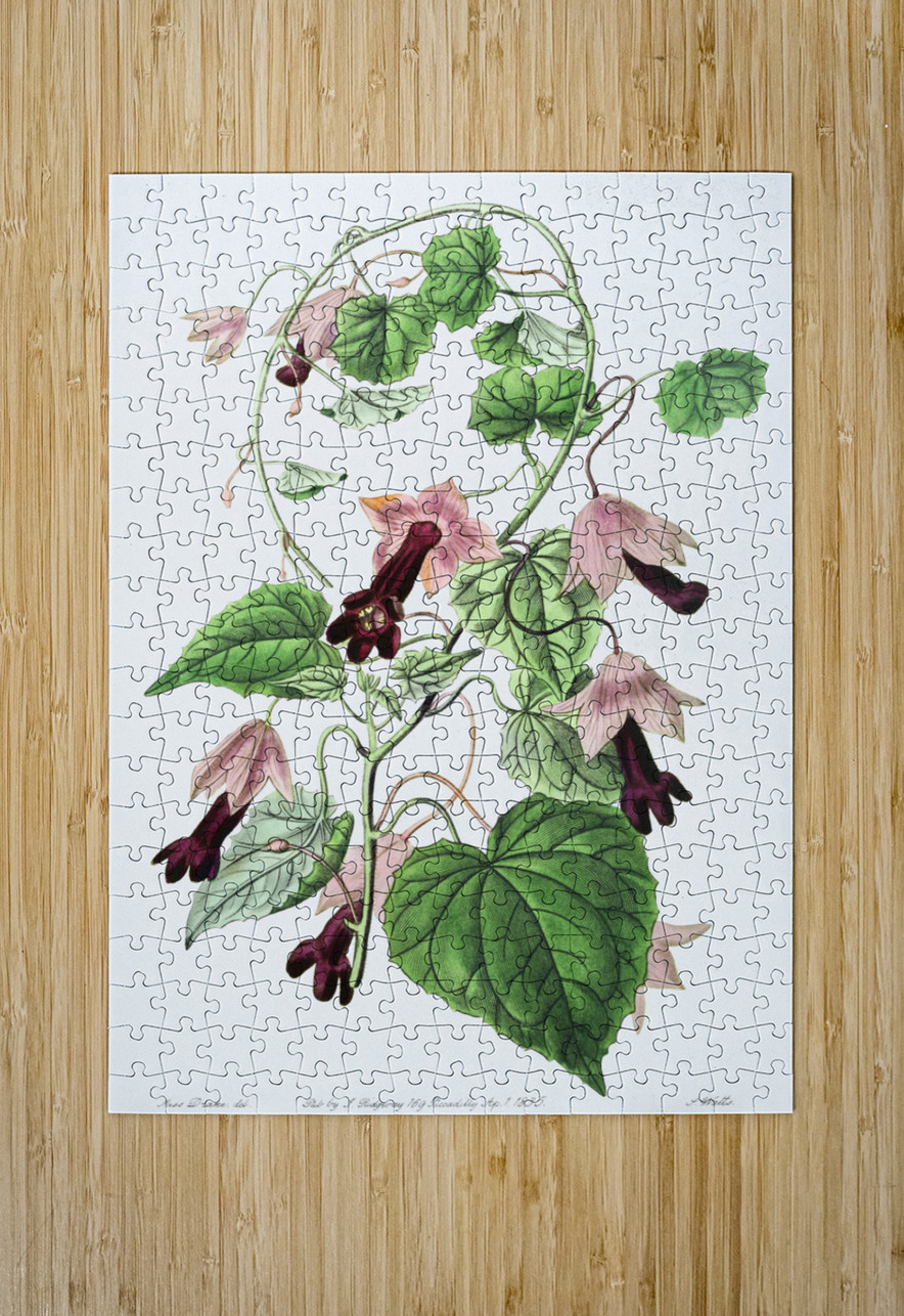 Twinning red-cloak from Edwards Botanical Register 1829-1847  by Sydenham Edwards John Lindley and James Ridgway. IStockHistory com Puzzle printing