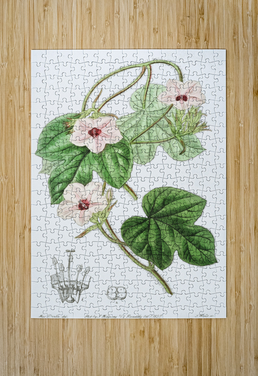 Mr.Aitons ipomoea from Edwards Botanical Register 1829-1847  by Sydenham Edwards John Lindley and James Ridgway. IStockHistory com Puzzle printing