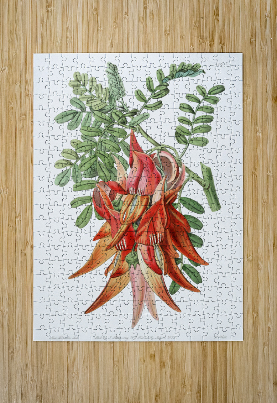 Crimson glory pea from Edwards Botanical Register 1829-1847  by Sydenham Edwards John Lindley and James Ridgway. IStockHistory com Puzzle printing