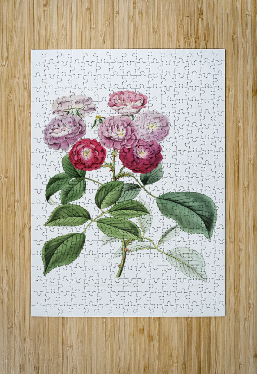 The seven sisters rose from Edwards Botanical Register 1829-1847  by Sydenham Edwards John Lindley and James Ridgway. IStockHistory com Puzzle printing