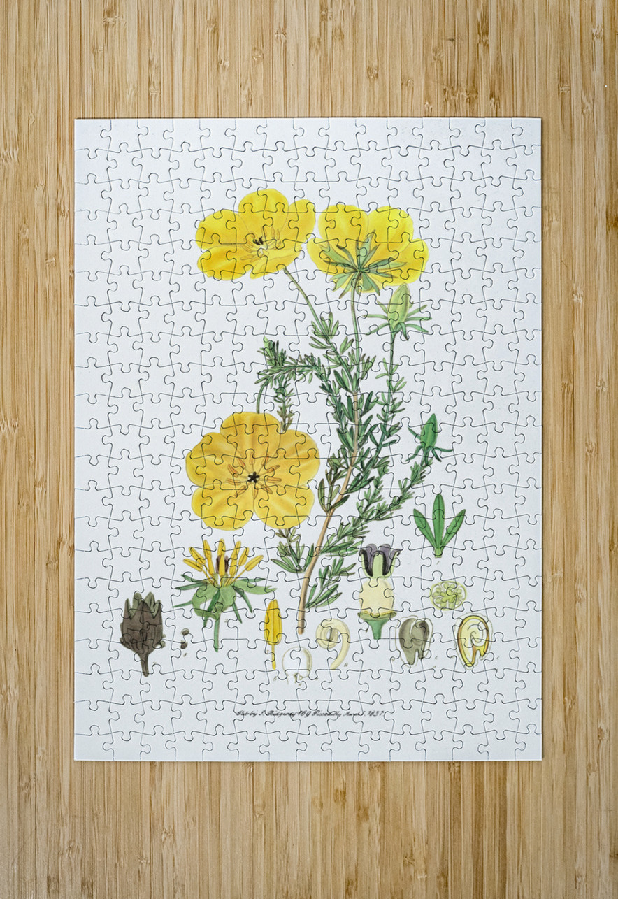 Long-stalked ledocarpum from Edwards Botanical Register 1829-1847  by Sydenham Edwards John Lindley and James Ridgway. IStockHistory com Puzzle printing