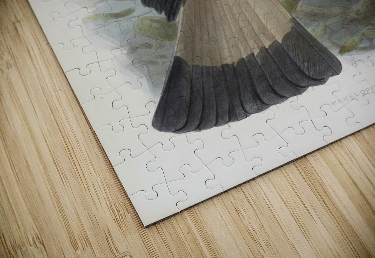 Penelopides panini 1882 IStockHistory com Puzzle