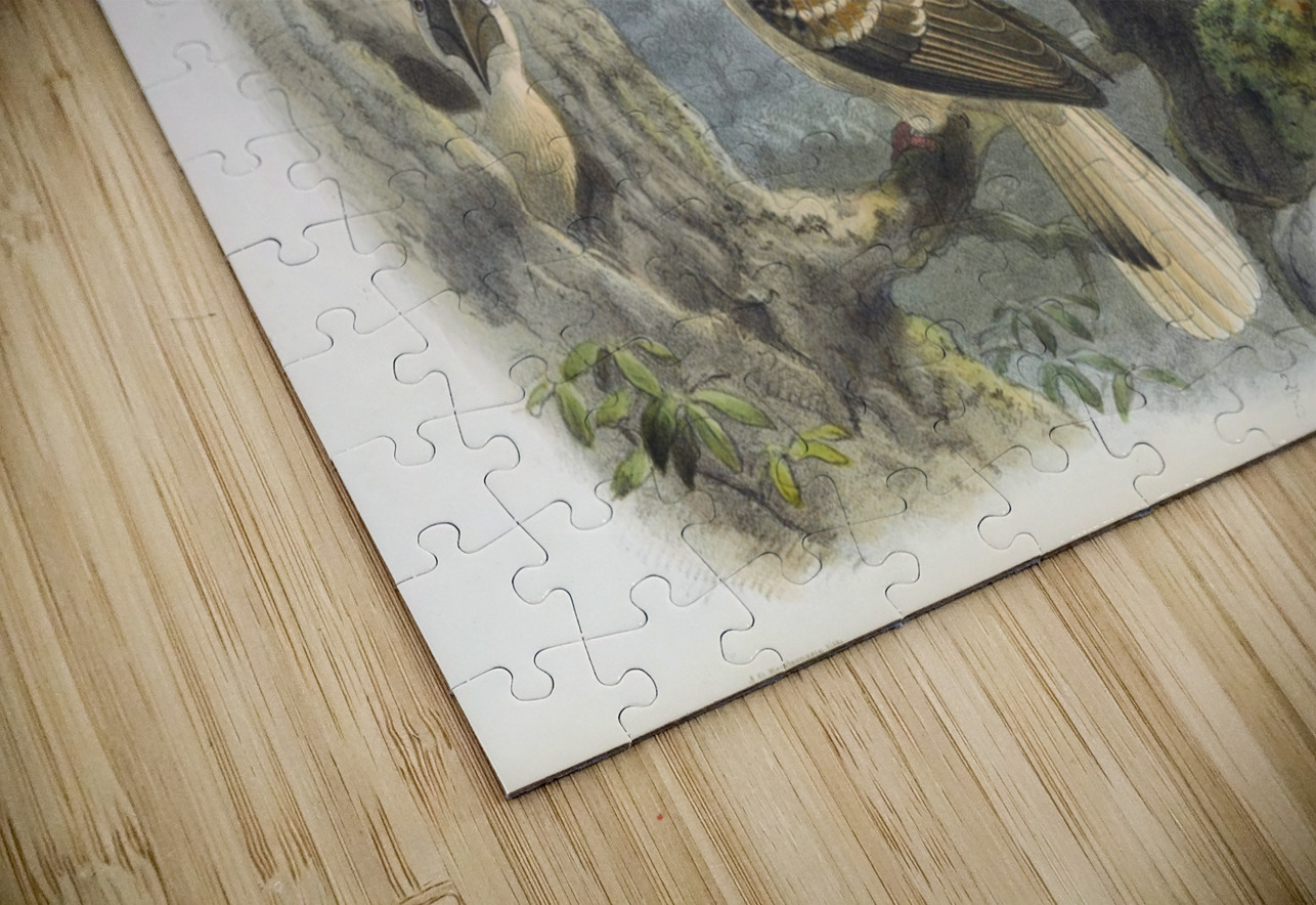 Hydrocorax planicornis 1882 IStockHistory com Puzzle