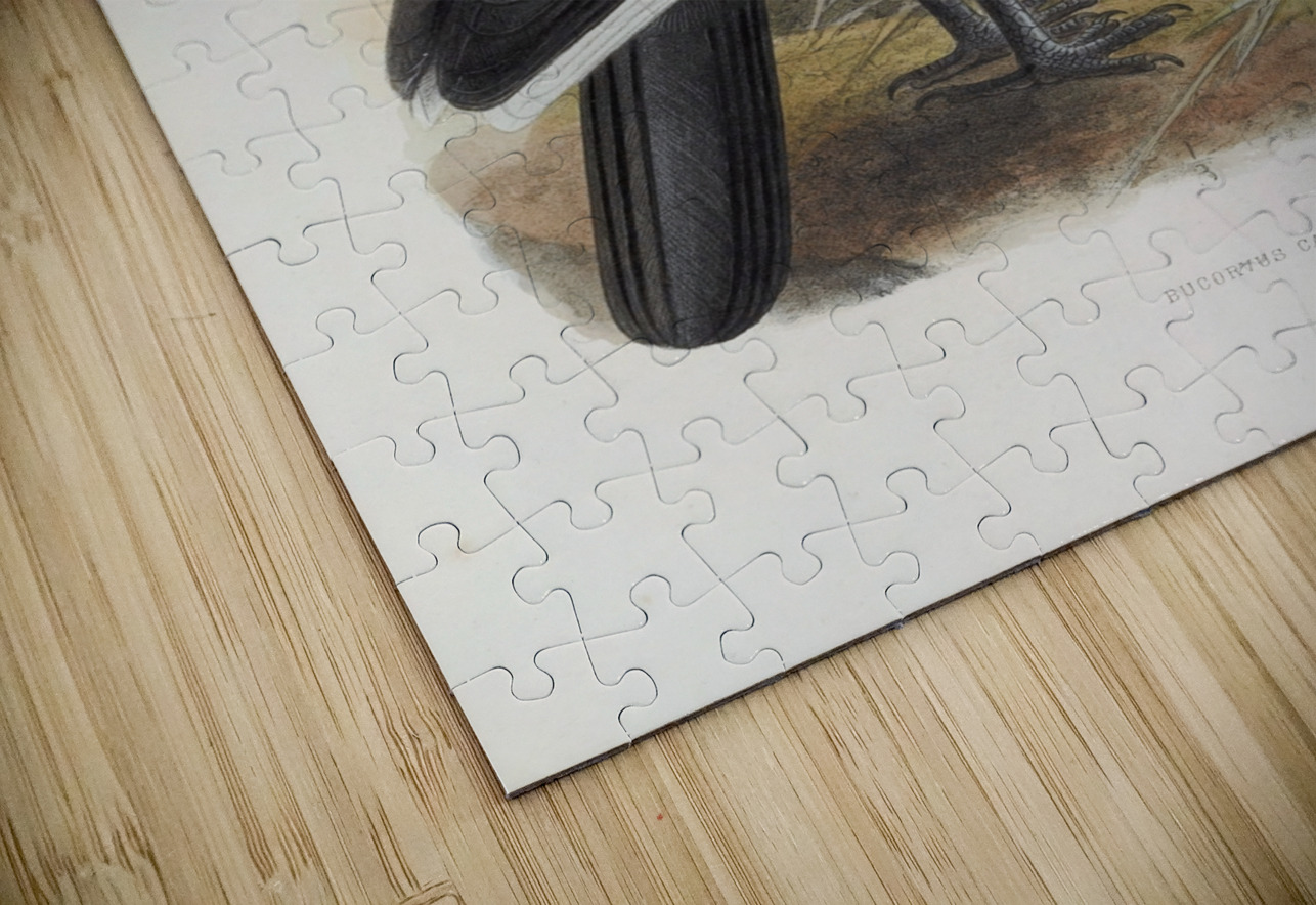 Bucorvus cafer 1882 IStockHistory com Puzzle