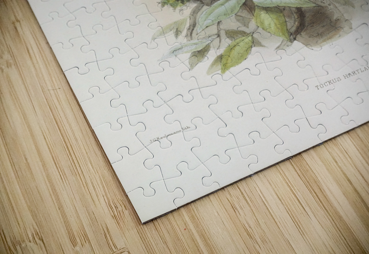 Tockus hartlaubi 1882 IStockHistory com Puzzle