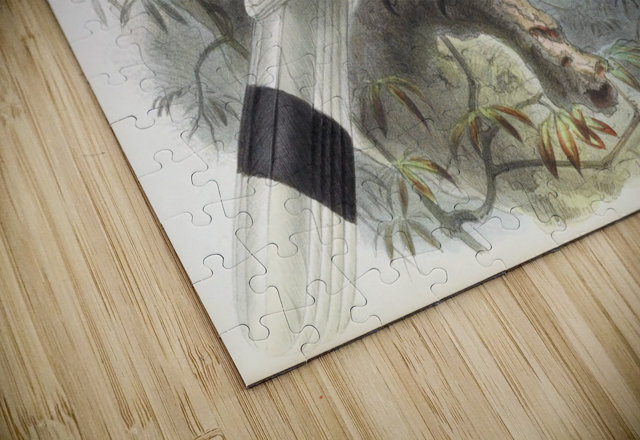 Dichoceros bicornis 1882 IStockHistory com Puzzle