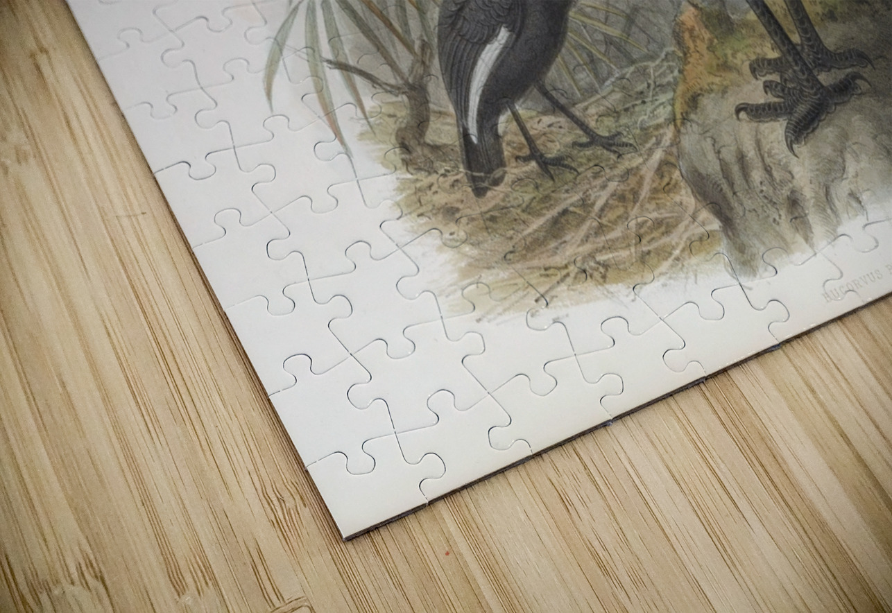 Bucorvus pyrrhops 1882 IStockHistory com Puzzle