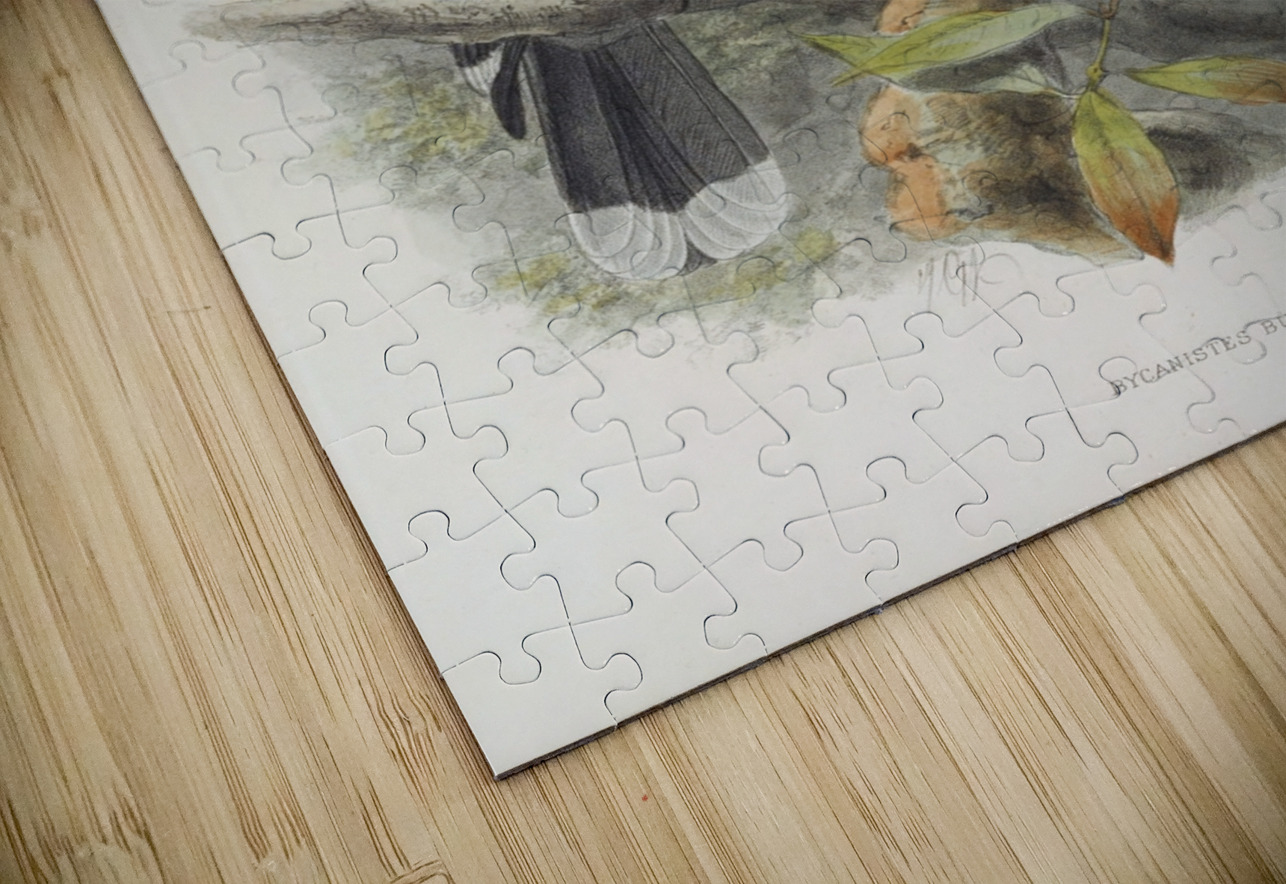 Bycanistes buccinator 1882 IStockHistory com Puzzle