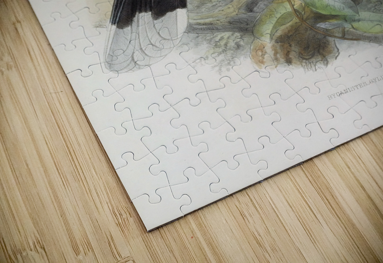 Bycanistes cylindricus 1882 IStockHistory com Puzzle