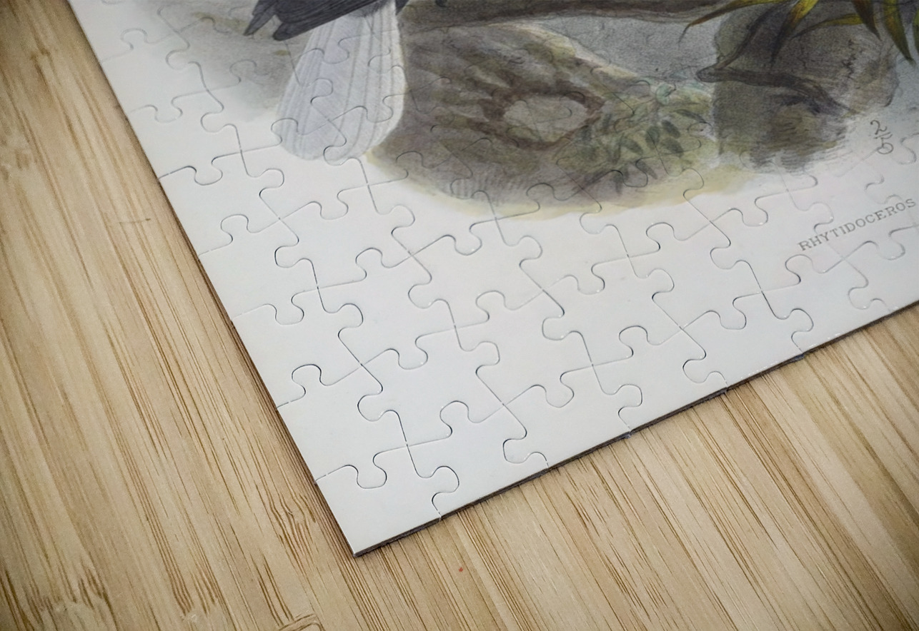 Rhytidoceros undulatus 1882 IStockHistory com Puzzle