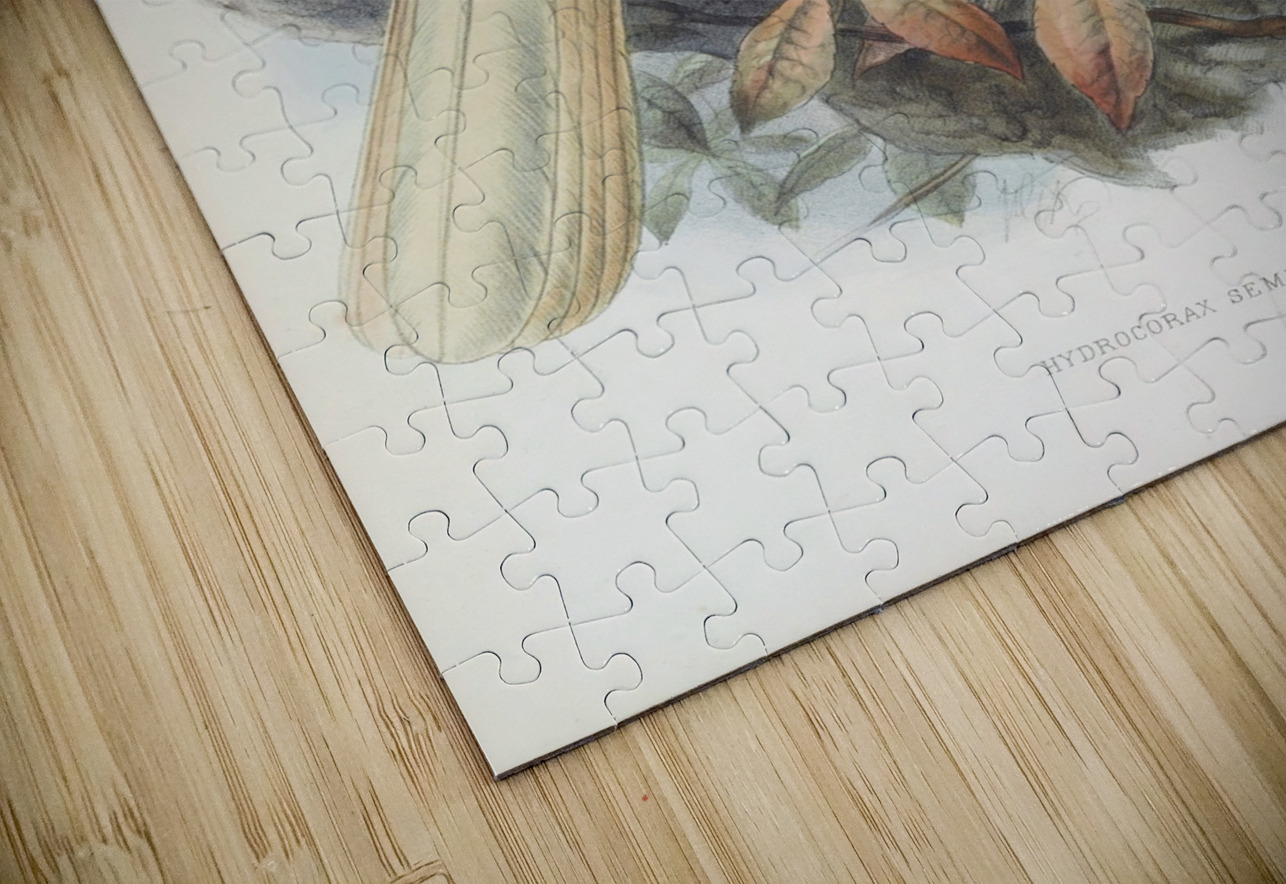 Hydrocorax semigaleatus 1882 IStockHistory com Puzzle