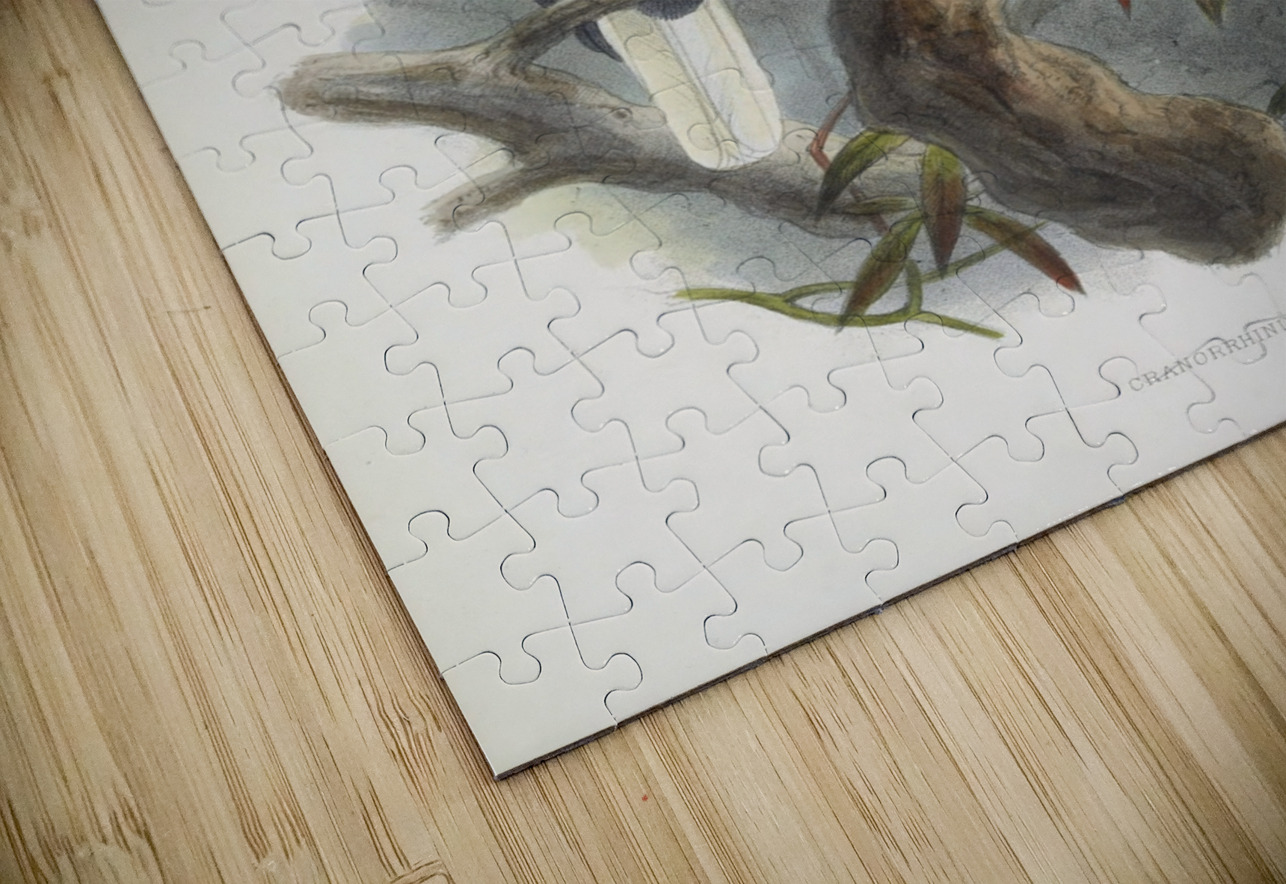 Cranorrhinus cassidix 1882 IStockHistory com Puzzle