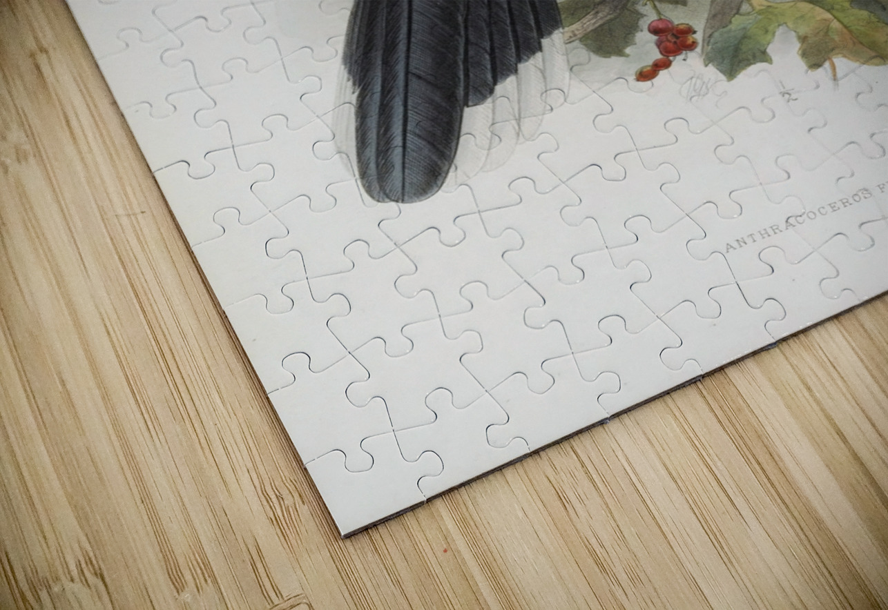 Anthracoceros fraterculus 1882 IStockHistory com Puzzle