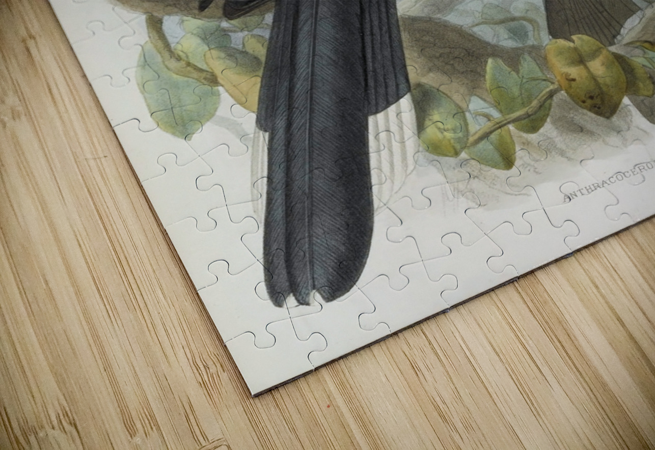 Anthracoceros malayanus 1882 IStockHistory com Puzzle