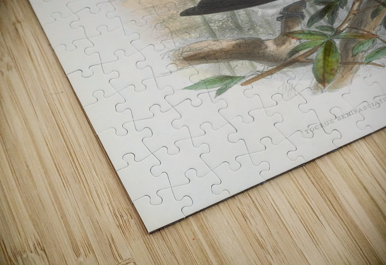 Tockus fasciatusTockus semifasciatus 1882 IStockHistory com Puzzle