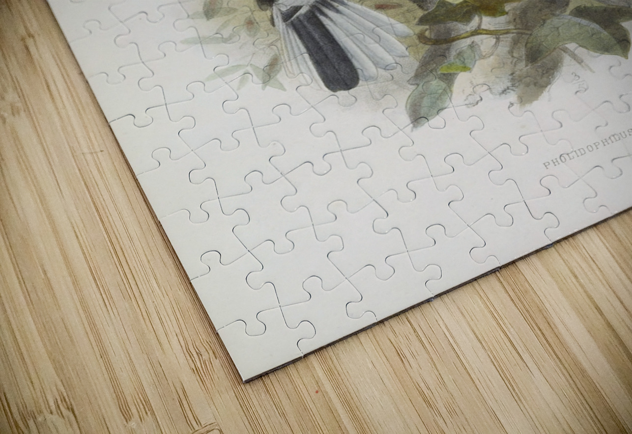 Pholidophalus sharpii 1882 IStockHistory com Puzzle