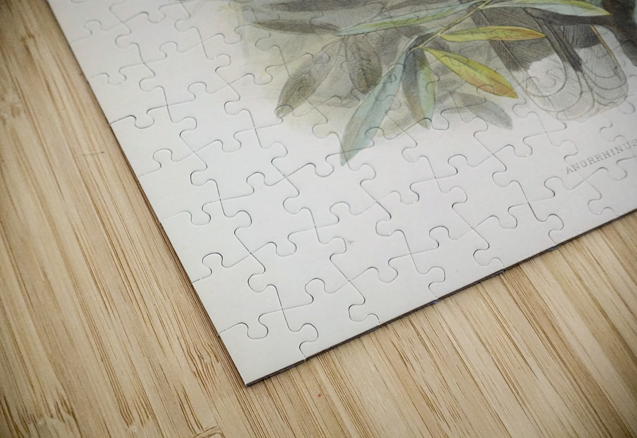 Anorrhinus tickelli 1882 IStockHistory com Puzzle