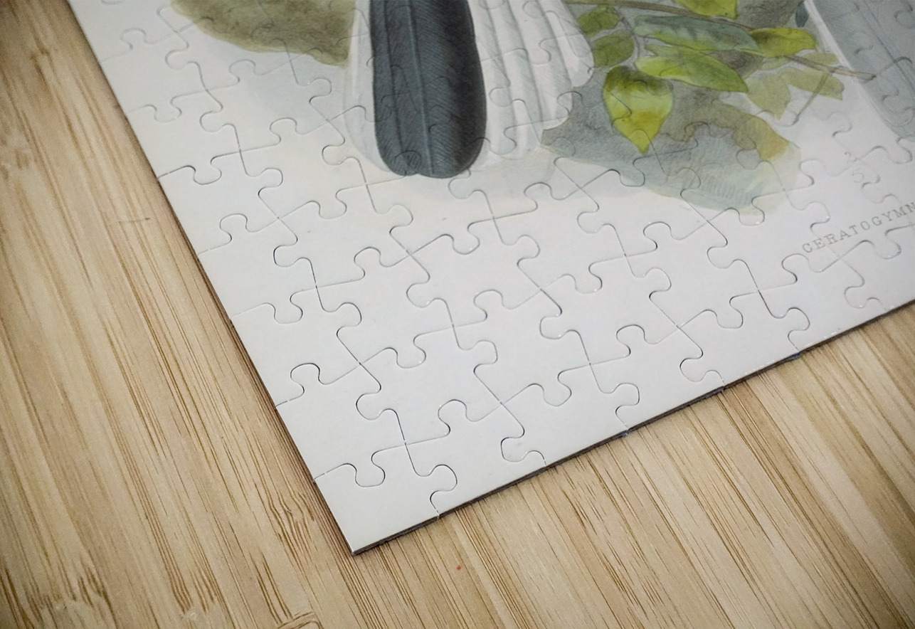 Ceratogymna elata 1882 IStockHistory com Puzzle