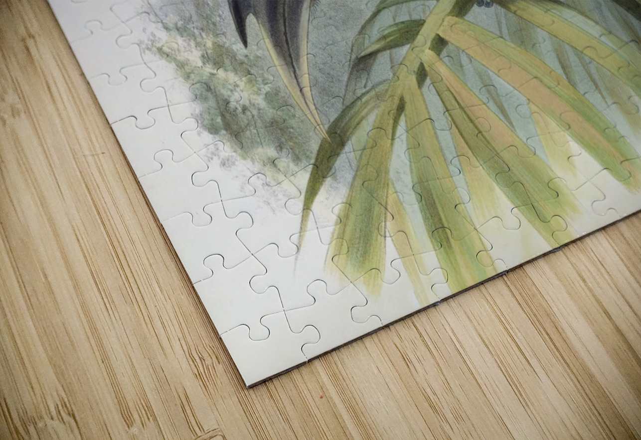 Lophoceros birostris 1882 IStockHistory com Puzzle