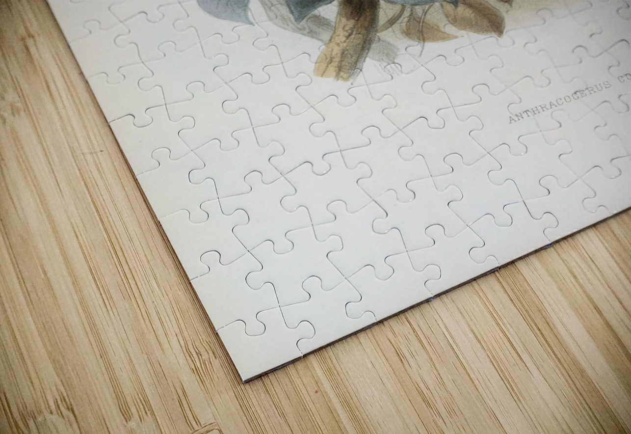 Anthracoceros convexus 1882 IStockHistory com Puzzle