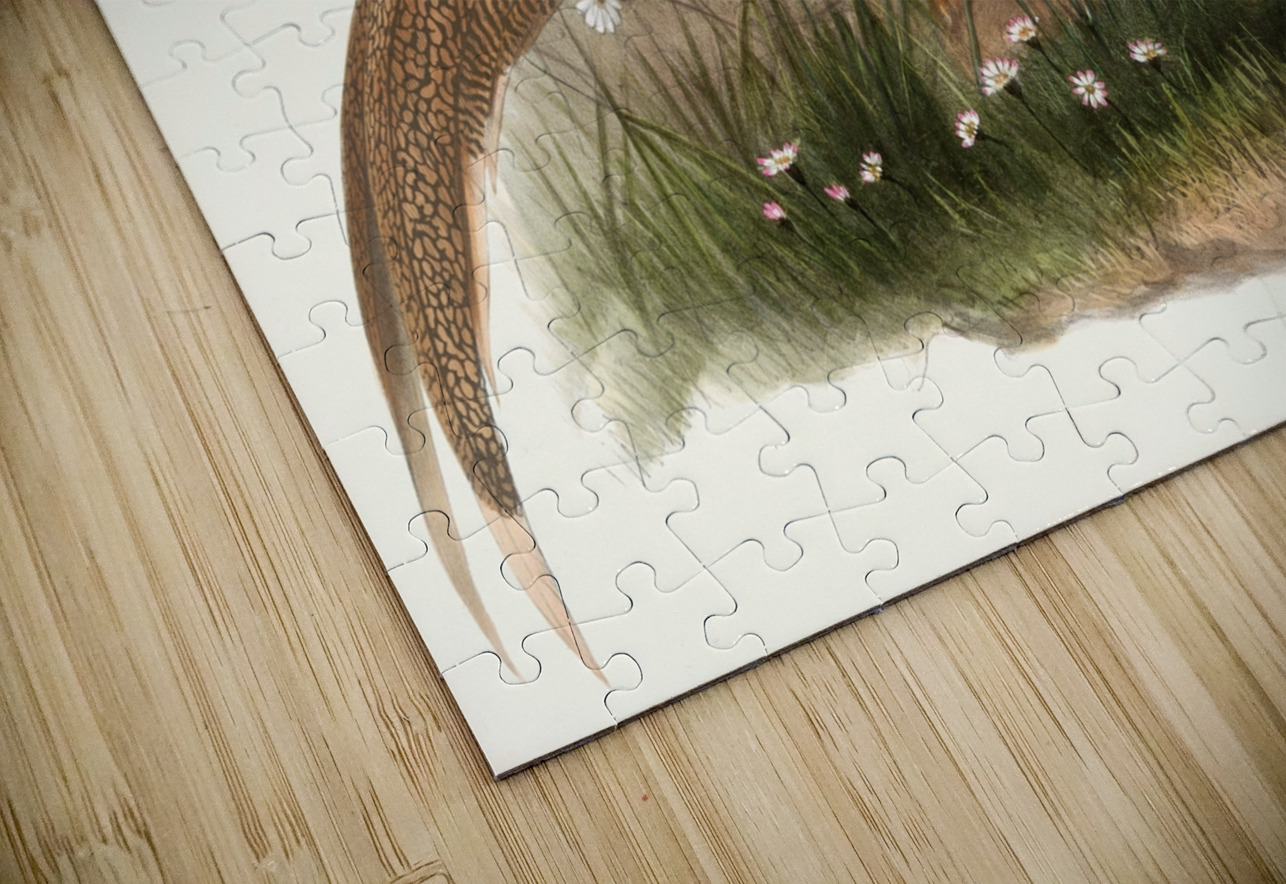 Thaumalea picta. 1872 IStockHistory com Puzzle