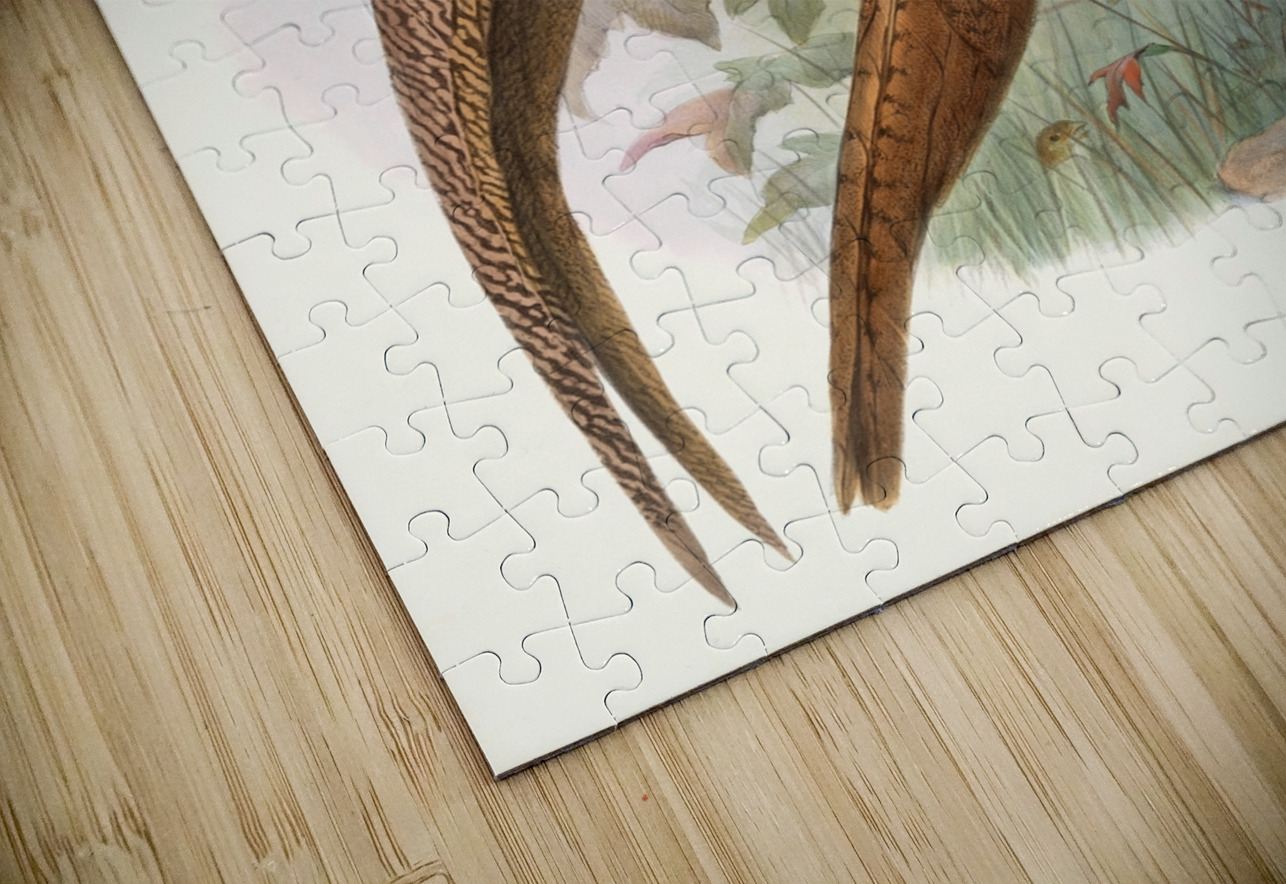 Thaumalea obscura. 1872 IStockHistory com Puzzle