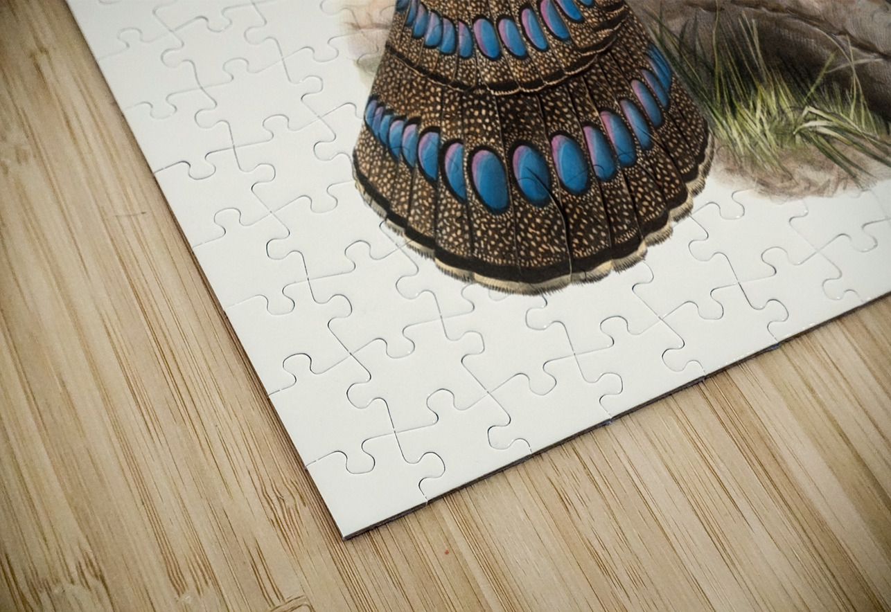 Polyplectron emphanum. 1872 IStockHistory com Puzzle