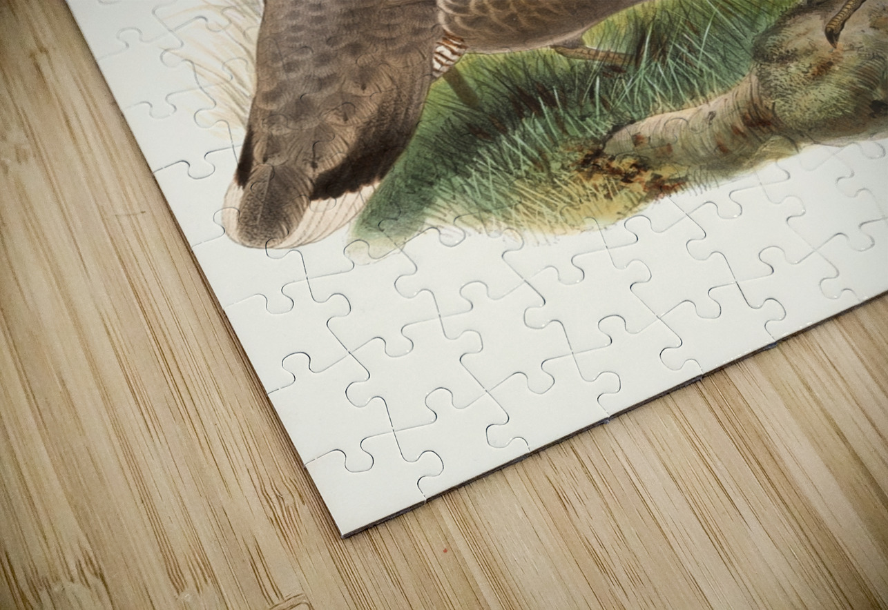 Tetraophasis obscurus. 1872 IStockHistory com Puzzle