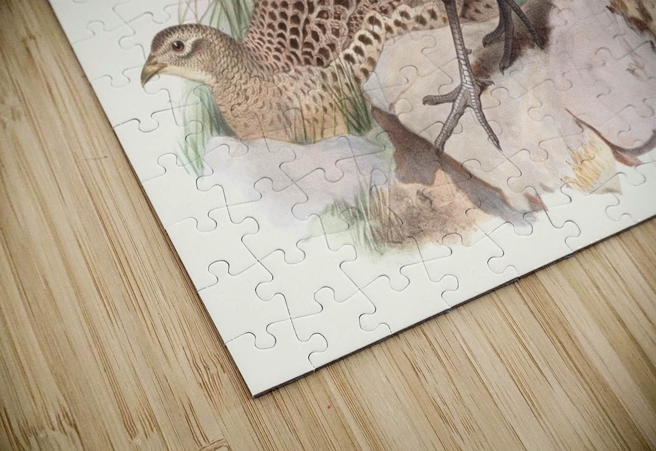 Phasianus torquatus. 1872 IStockHistory com Puzzle