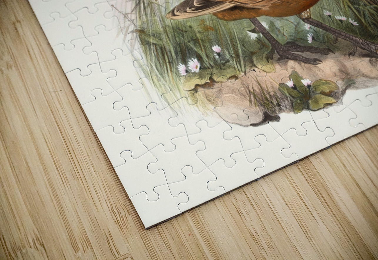 Purcasia Darwini. 1872 IStockHistory com Puzzle