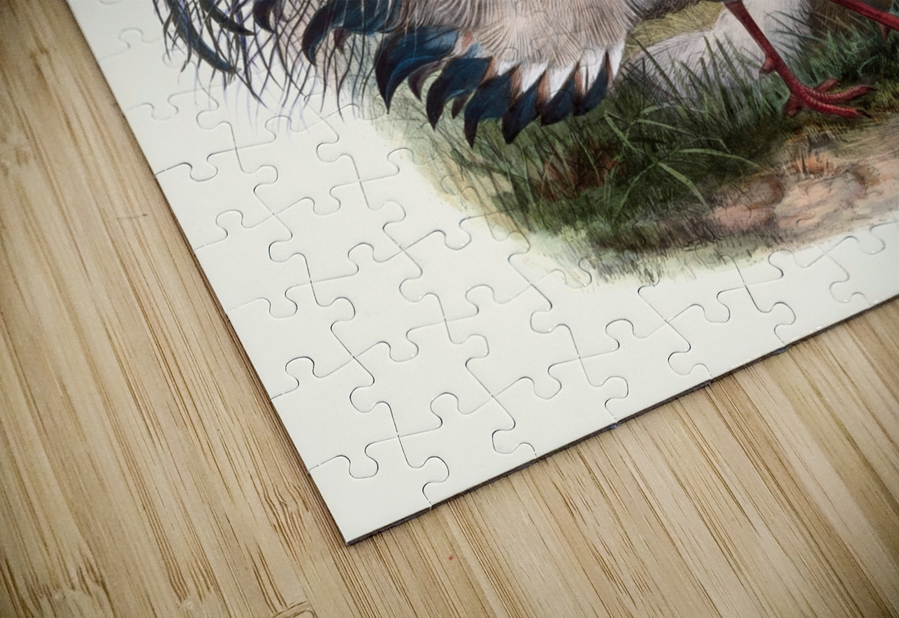 Crossoptilon mantchuricum. 1872 IStockHistory com Puzzle