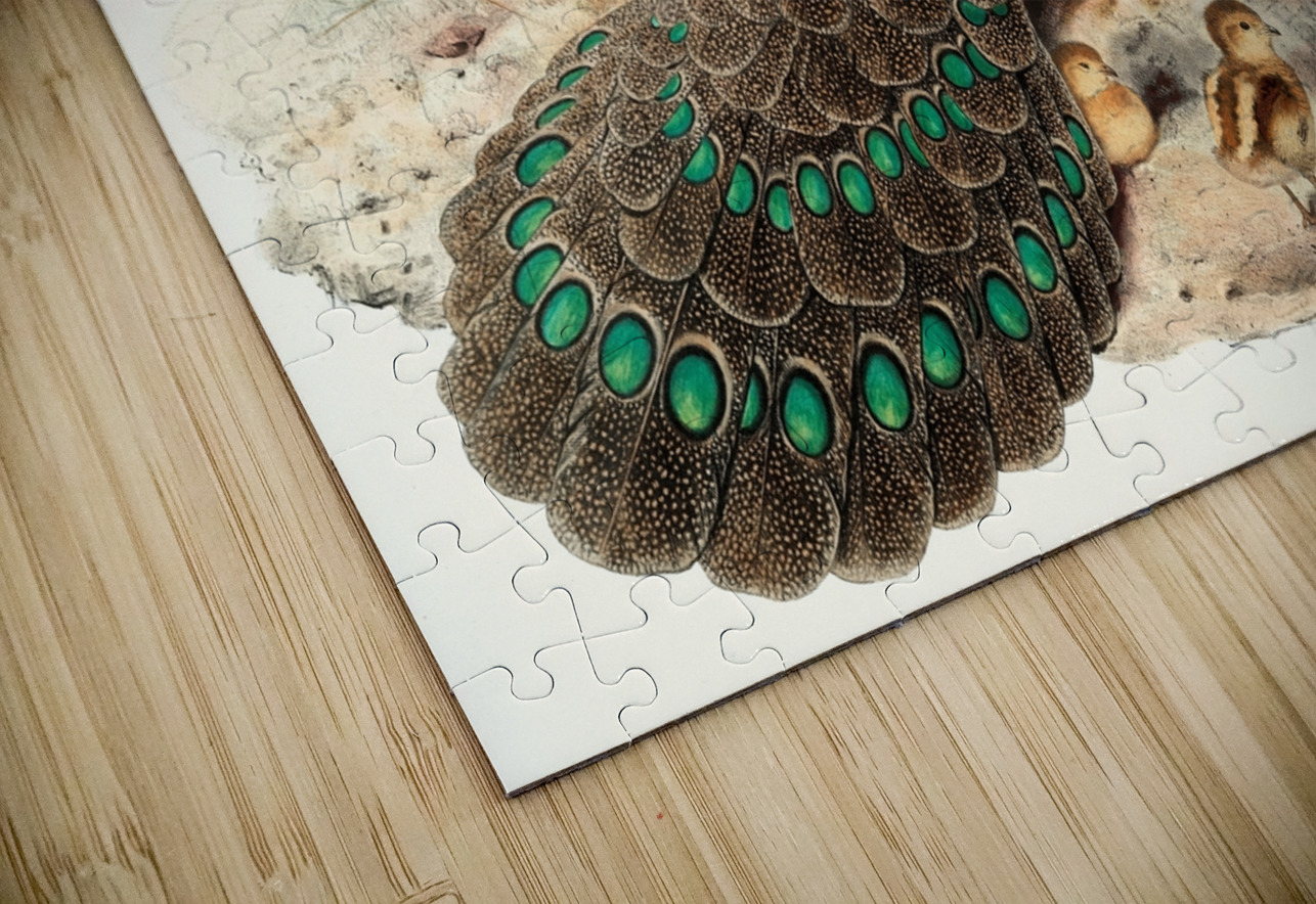 Polyplectron Germaini. 1872 IStockHistory com Puzzle