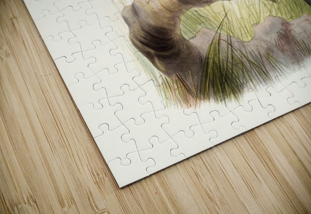 Meleagris Mexicana 1872 IStockHistory com Puzzle