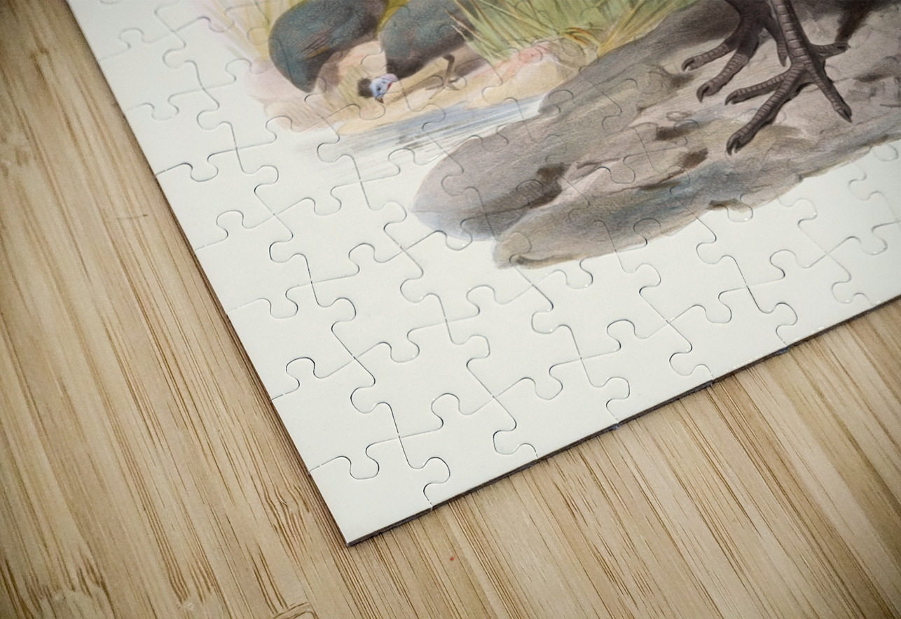 Numida cristata. 1872 IStockHistory com Puzzle