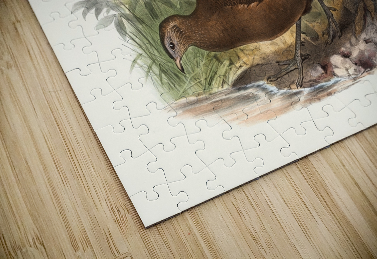 Polyplectron chalcurum. 1872 IStockHistory com Puzzle