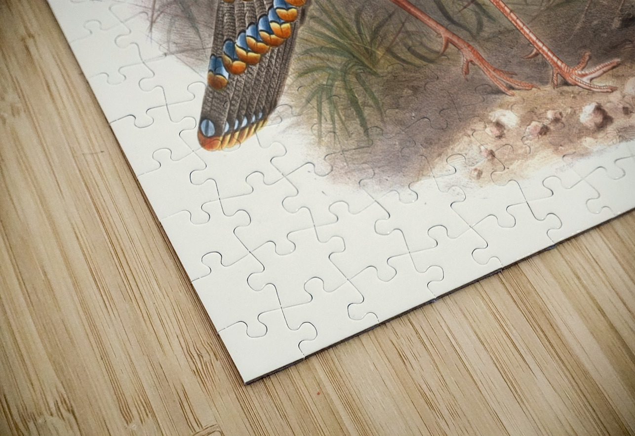 Melaeacris Ocellata 1872 IStockHistory com Puzzle