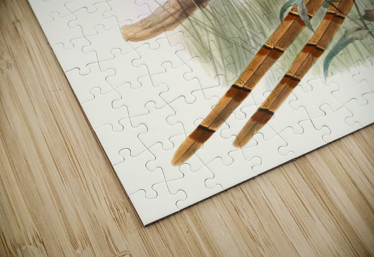 Phasianus Soemmerringi var scintillans. 1872 IStockHistory com Puzzle