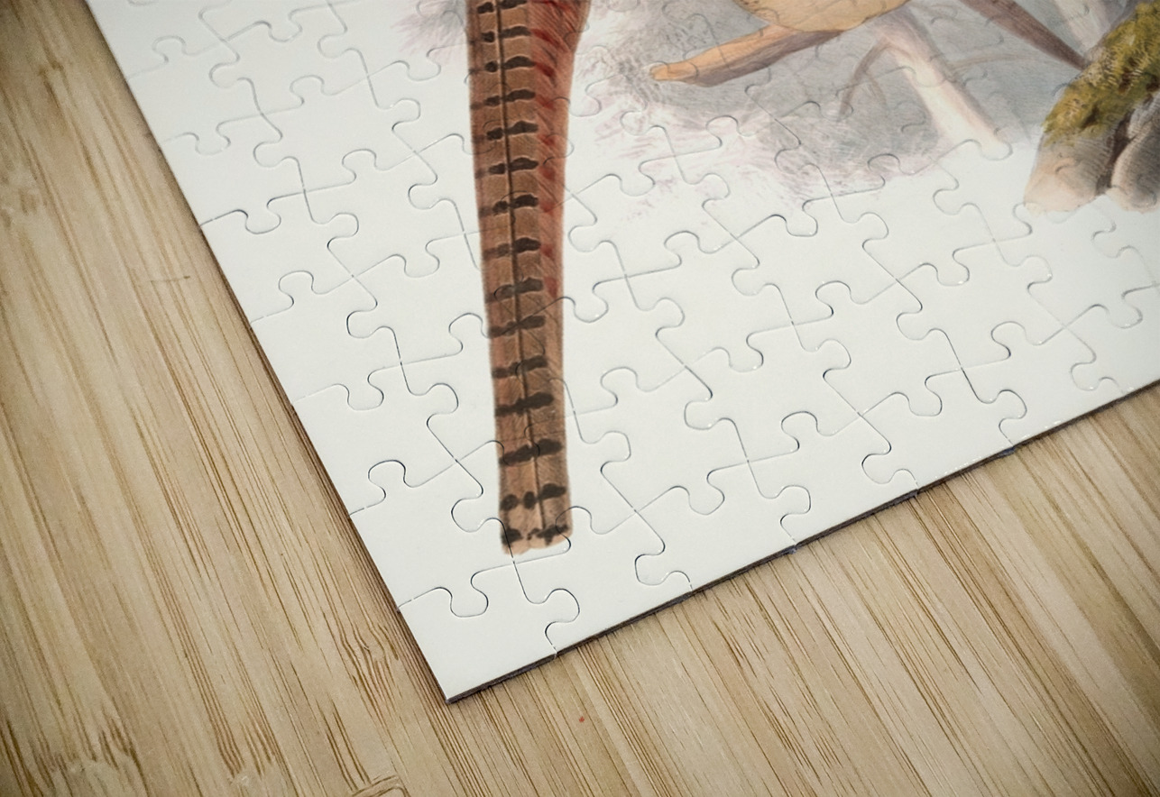 Phasianus elegans. 1872 IStockHistory com Puzzle