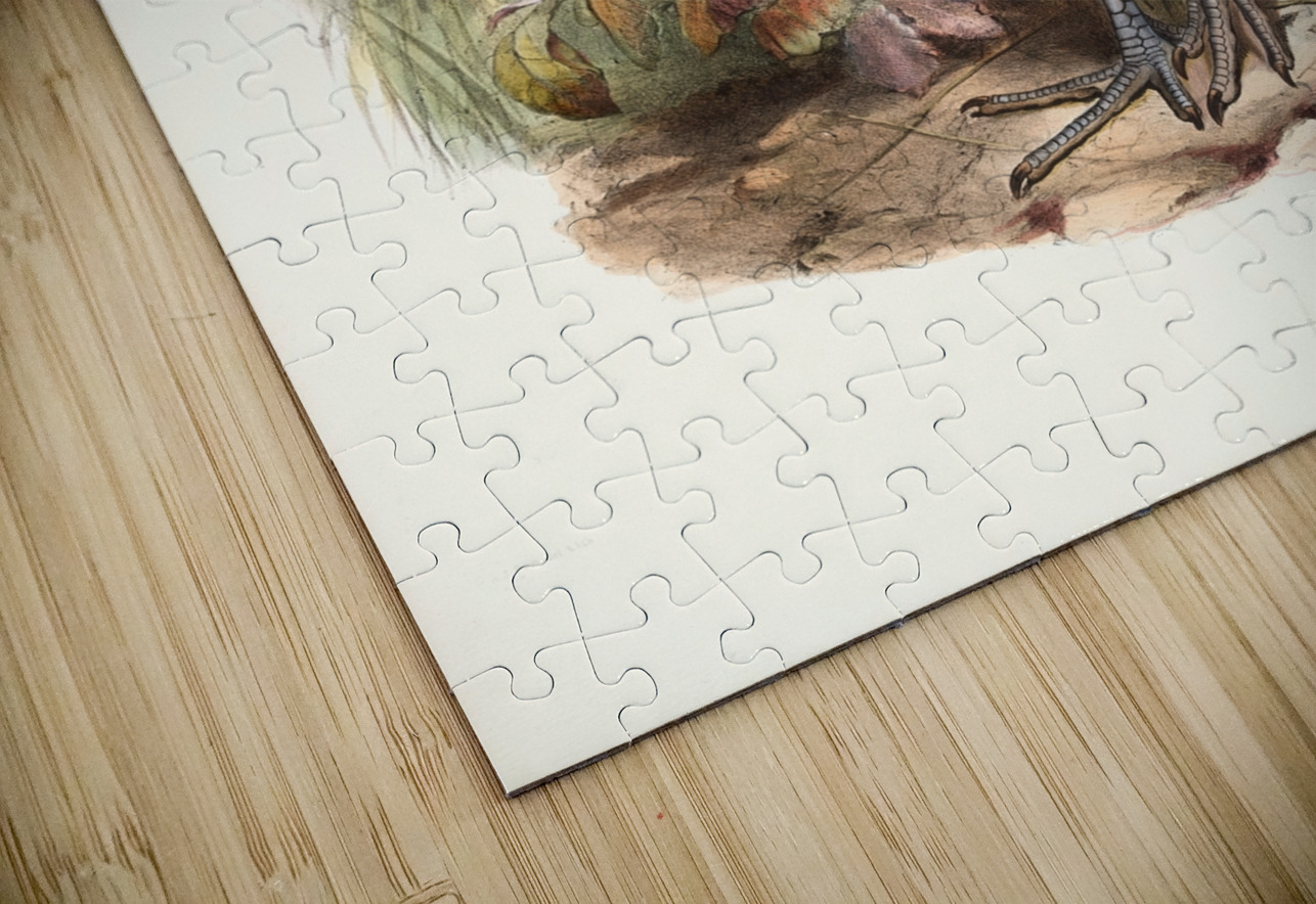 Numida plumifera. 1872 IStockHistory com Puzzle