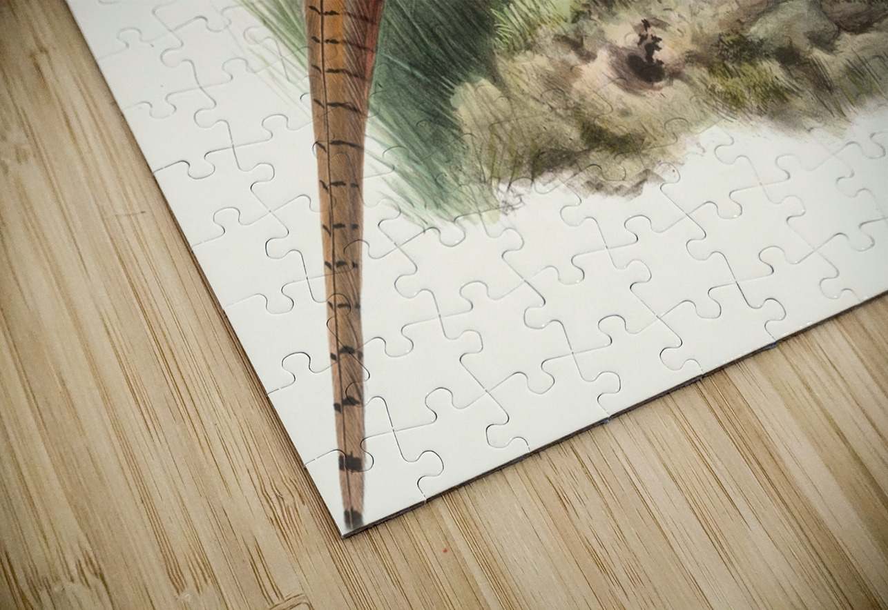 Phasianus mongolicus. 1872 IStockHistory com Puzzle