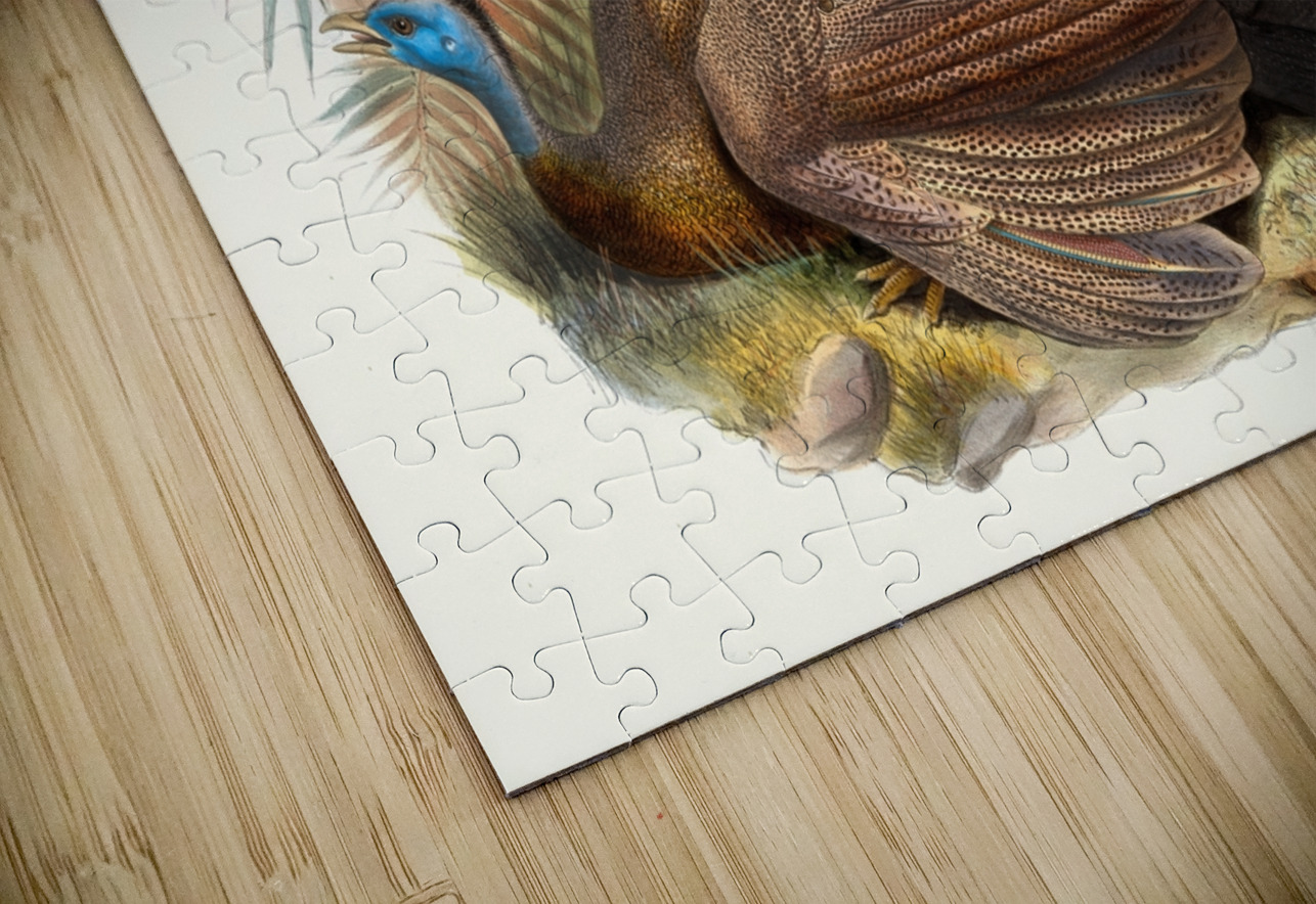 Argus giganteus. 1872 IStockHistory com Puzzle