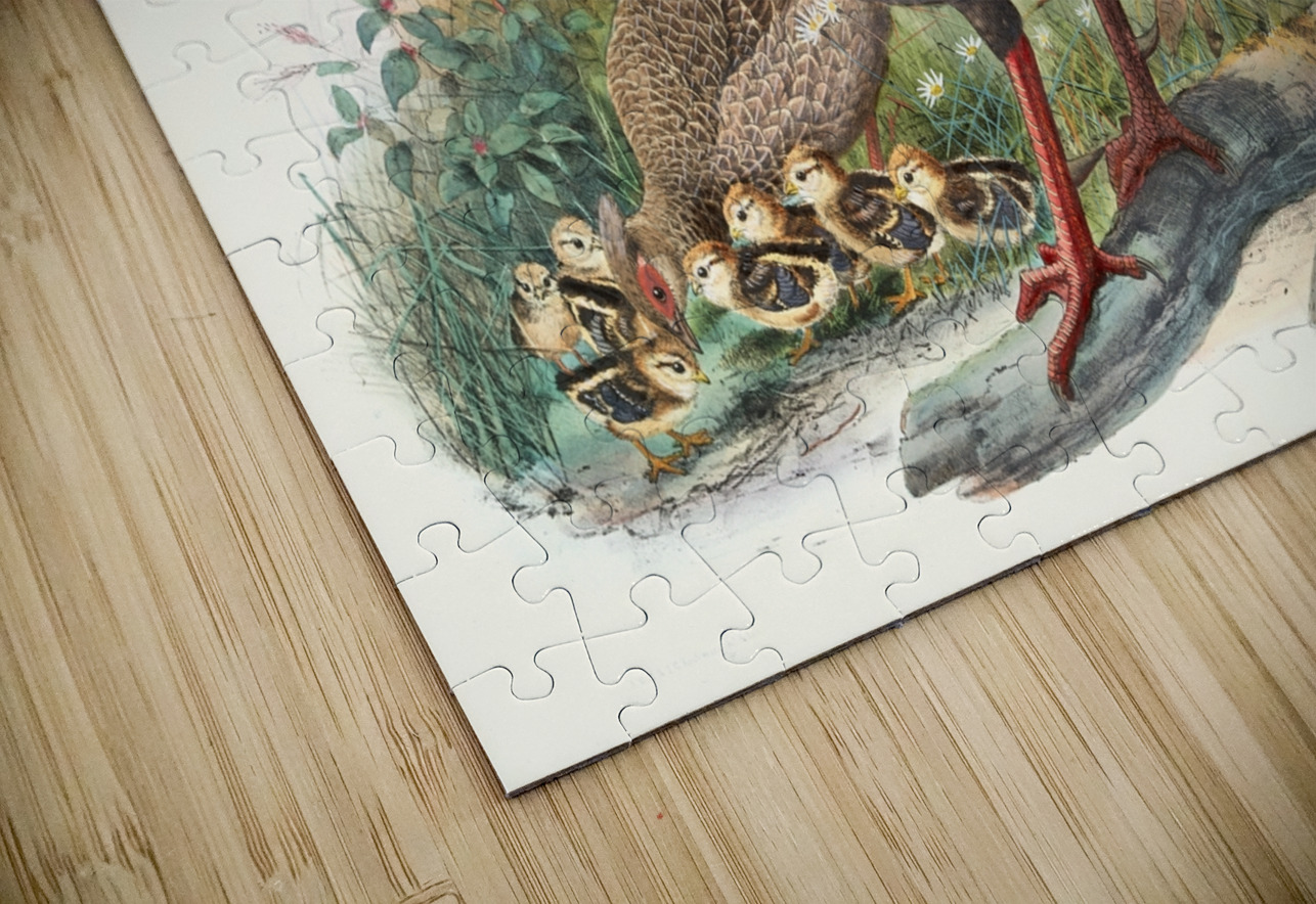 Euplocomus albo-cristatus. 1872 IStockHistory com Puzzle